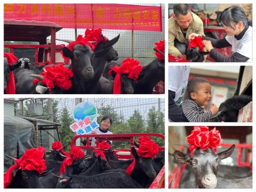 3、合眾人壽捐贈黑山羊